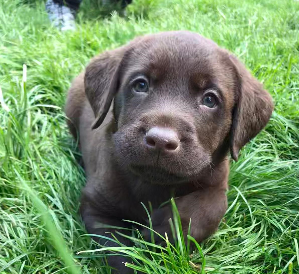 Puppy Logo
